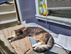 Lost Female Cat last seen Cathedral Cemetery, Philadelphia, PA 19131