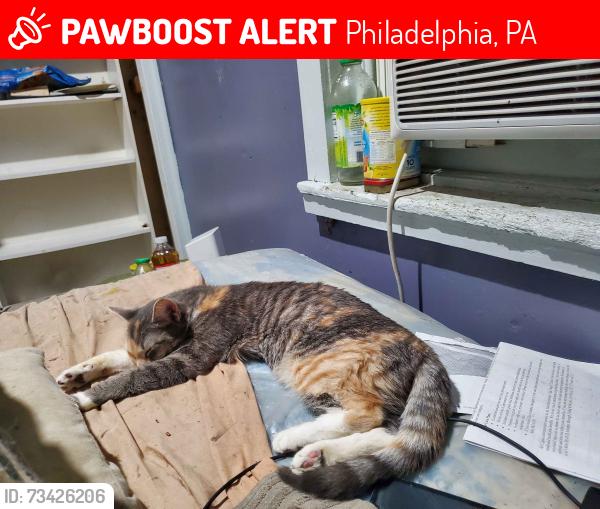 Lost Female Cat last seen Cathedral Cemetery, Philadelphia, PA 19131