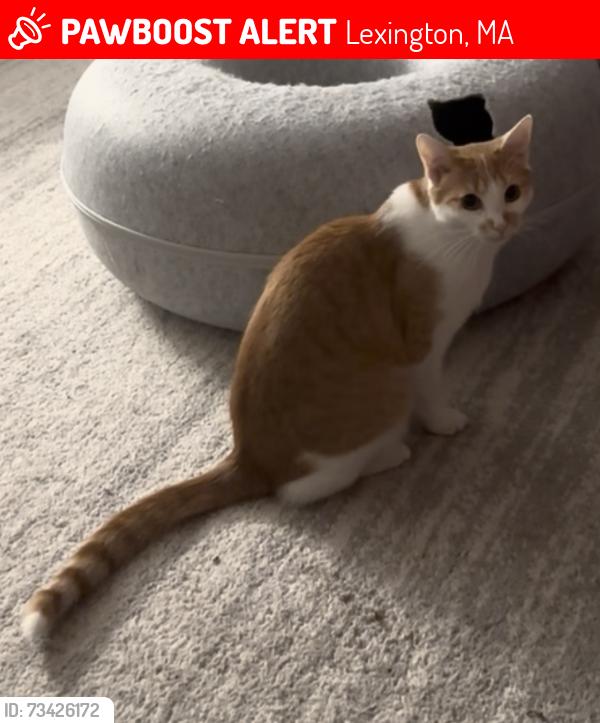 Lost Male Cat last seen Near field street, Lexington, MA 02421