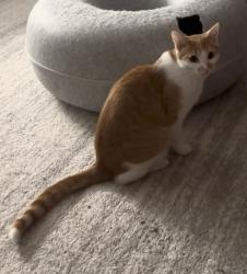 Lost Male Cat last seen Near field street, Lexington, MA 02421