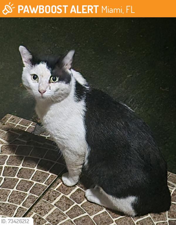 Found/Stray Male Cat last seen Northwest 87 Street and Northwest 19th Avenue, Miami, FL 33147, Miami, FL 33147