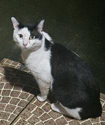 Found/Stray Male Cat last seen Northwest 87 Street and Northwest 19th Avenue, Miami, FL 33147, Miami, FL 33147