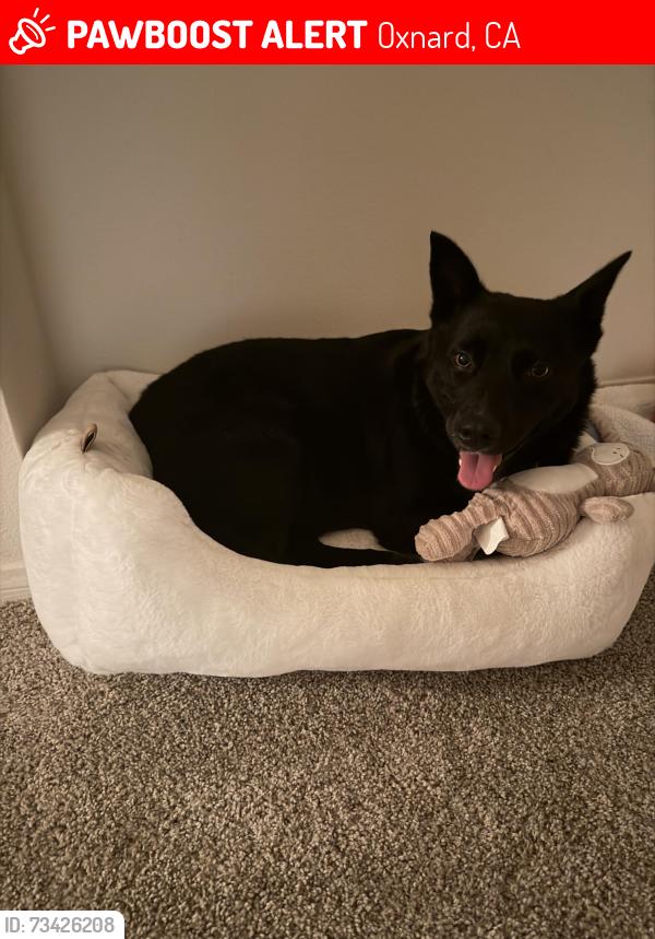 Lost Female Dog last seen Arbors at Pars Rose neighborhood and The Artisan, Oxnard, CA 93030