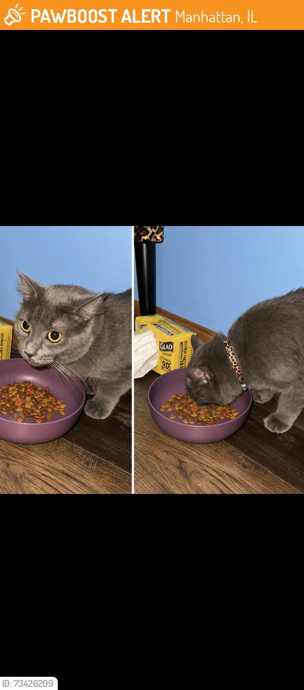 Found/Stray Female Cat last seen Rosewood Lane, Manhattan, IL 60442