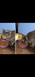 Found/Stray Female Cat last seen Rosewood Lane, Manhattan, IL 60442