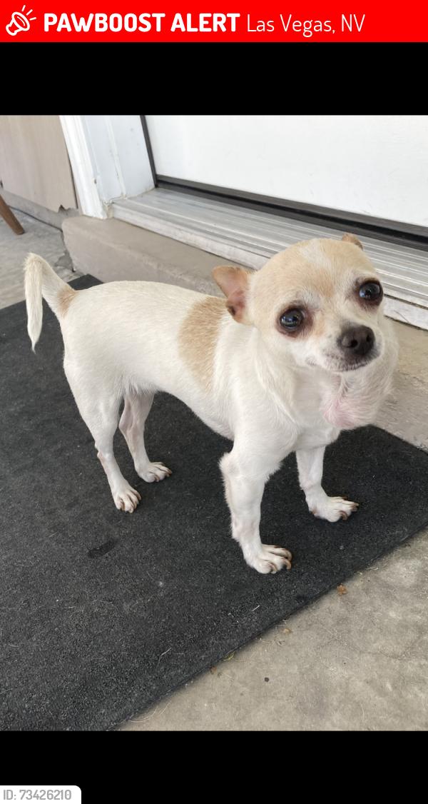 Lost Female Dog last seen Morendo & kiplin, Las Vegas, NV 89107
