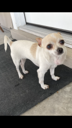 Lost Female Dog last seen Morendo & kiplin, Las Vegas, NV 89107