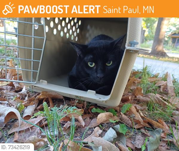 Found/Stray Unknown Cat last seen Hewitt and fairview, Saint Paul, MN 55104