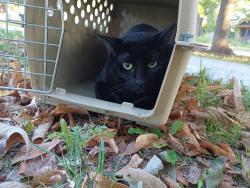 Found/Stray Unknown Cat last seen Hewitt and fairview, Saint Paul, MN 55104