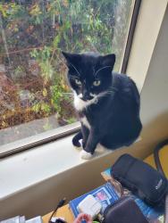 Reunited Female Cat last seen Dougherty Place, Carmel., Monterey County, CA 93923