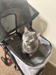 Lost Female Cat last seen County rd 210A, Laramie County, WY 82053