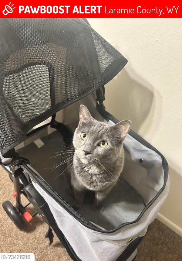 Lost Female Cat last seen County rd 210A, Laramie County, WY 82053