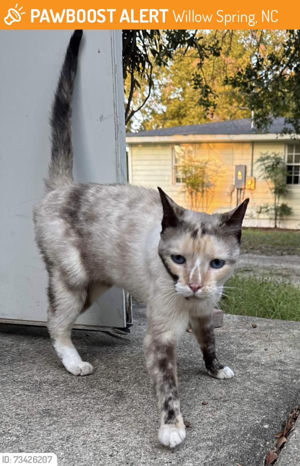 Found/Stray Female Cat last seen Kennebec and NC-42 highway, by the Willow springs service station, Willow Spring, NC 27592