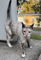 Found/Stray Female Cat last seen Kennebec and NC-42 highway, by the Willow springs service station, Willow Spring, NC 27592