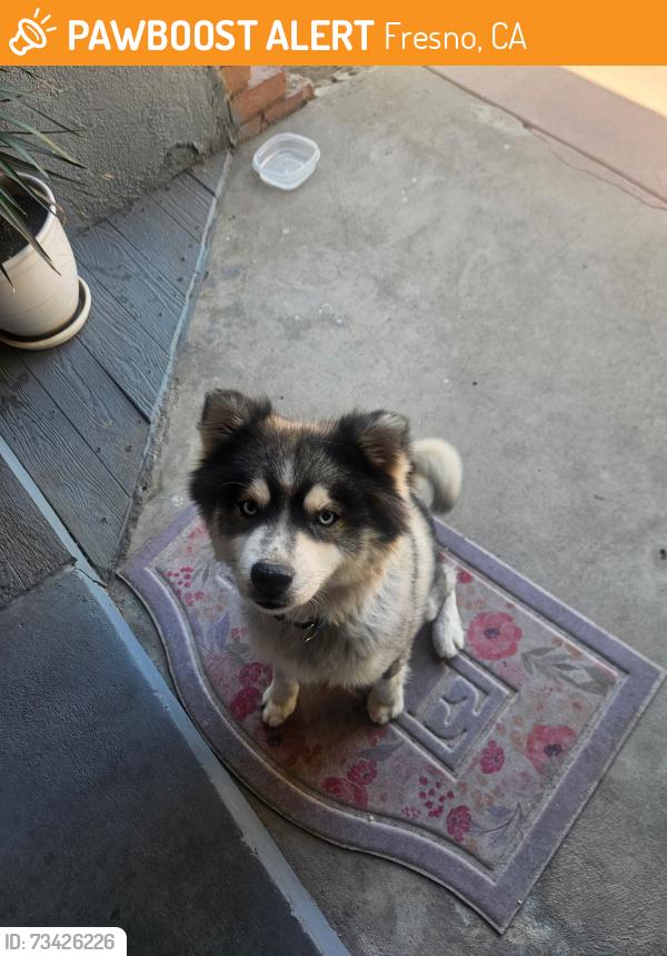 Found/Stray Male Dog last seen Rialto, Fresno, CA 93710