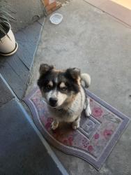 Found/Stray Male Dog last seen Rialto, Fresno, CA 93710