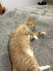 Reunited Male Cat last seen East walnut street., Sioux Falls, SD 57103
