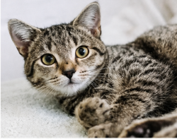 Lost Female Cat last seen Wylie Ln, draper ut, Draper, UT 84020