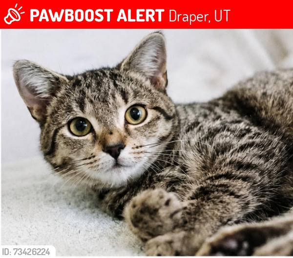 Lost Female Cat last seen Wylie Ln, draper ut, Draper, UT 84020