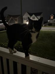 Found/Stray Male Cat last seen Near Red Quartz Dr, Raleigh, NC 27610