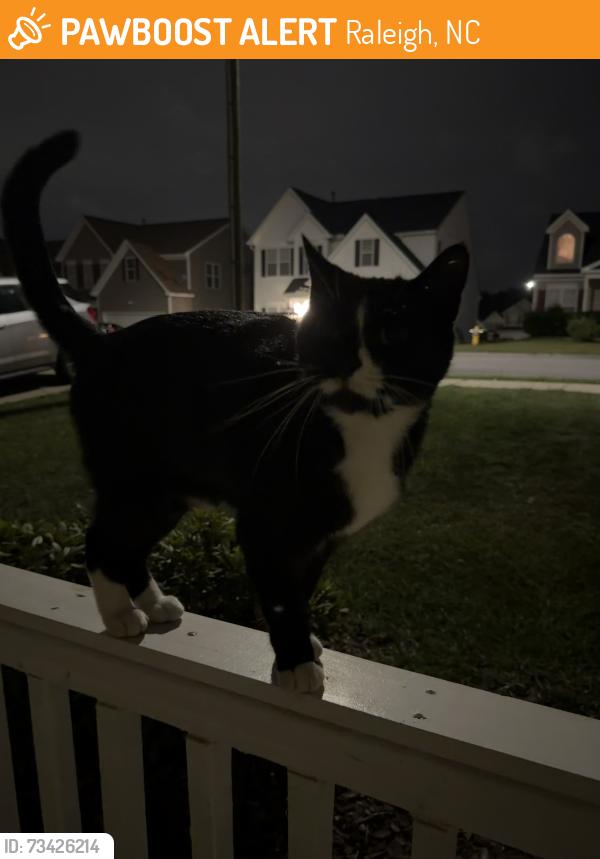 Found/Stray Male Cat last seen Near Red Quartz Dr, Raleigh, NC 27610