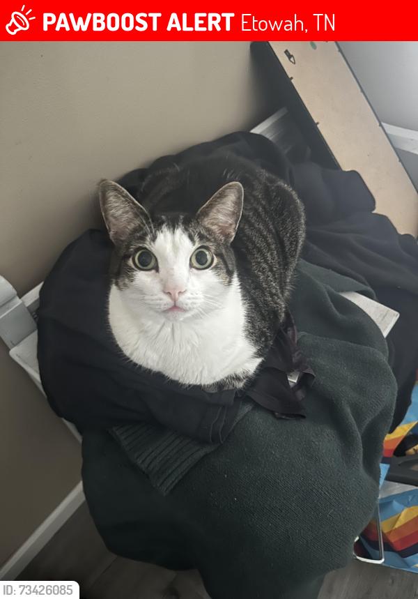 Lost Male Cat last seen He’s been around Indiana Ave. Washington, 7th st, 9th st, Etowah, TN 37331