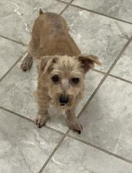 Lost Female Dog last seen Jones Grove Church, Mount Olive, NC 28365