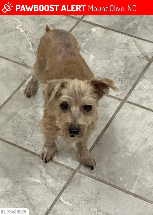 Lost Female Dog last seen Jones Grove Church, Mount Olive, NC 28365