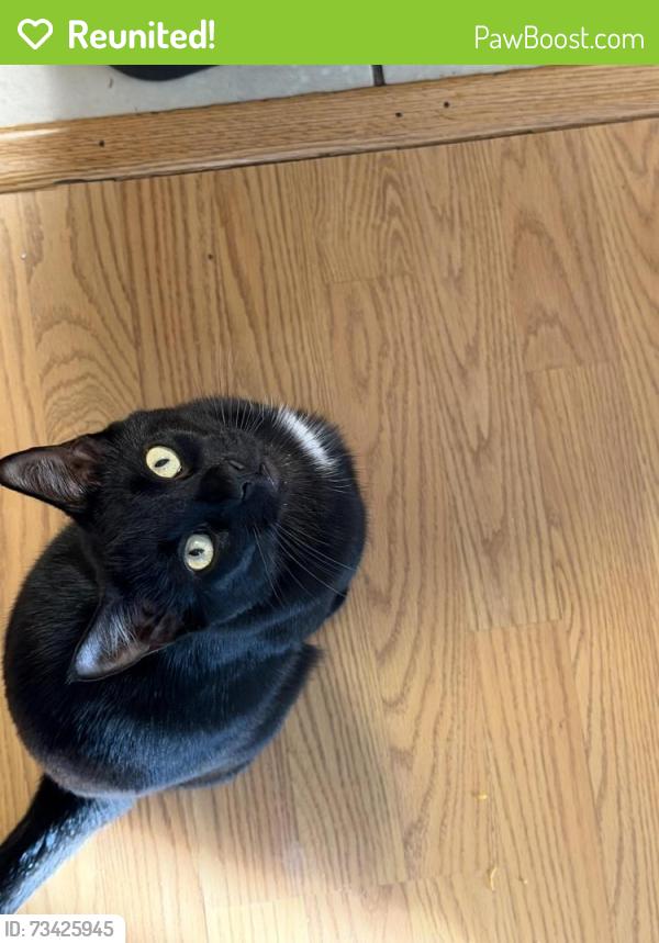 Reunited Male Cat last seen Rio vista high school, Rio Vista, CA 94571