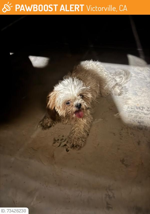 Found/Stray Female Dog last seen Diamond Road and Hook Blvd, Victorville, CA 92307