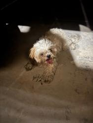 Found/Stray Female Dog last seen Diamond Road and Hook Blvd, Victorville, CA 92307
