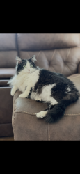 Reunited Male Cat last seen Honey lane and big pine bohners lake, Bohners Lake, WI 53105