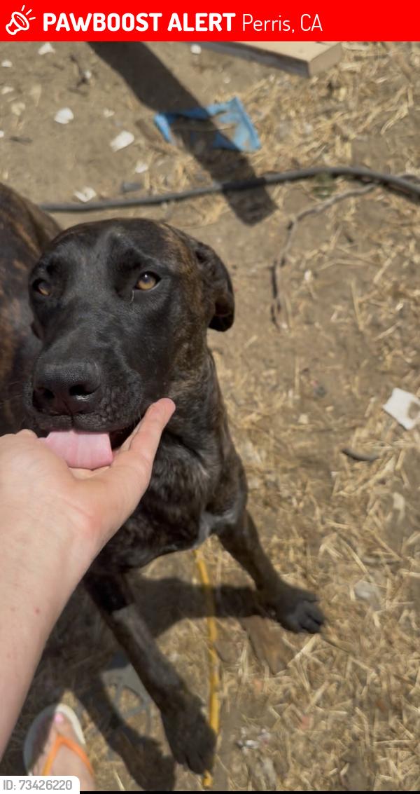 Lost Male Dog last seen Cajalco and Clark, Perris, CA 92571