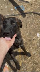 Lost Male Dog last seen Cajalco and Clark, Perris, CA 92571