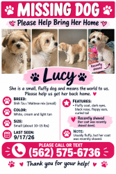 Lost Female Dog last seen E 228th st E 224th st by avalon boulevard in carson ca, Carson, CA 90745