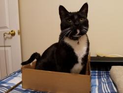 Lost Male Cat last seen Kendal Park Rd. & Derryfield rd., Derry, NH 03038