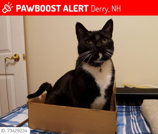 Lost Male Cat last seen Kendal Park Rd. & Derryfield rd., Derry, NH 03038