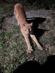 Found/Stray Male Cat last seen Coolidge Ave, Stamford, CT 06906