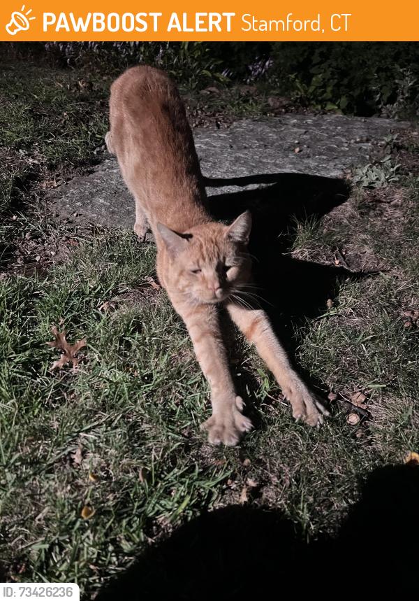 Found/Stray Male Cat last seen Coolidge Ave, Stamford, CT 06906