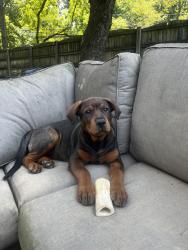 Reunited Female Dog last seen Olney Sandy-Spring Rd, Olney, MD 20832