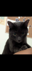 Lost Male Cat last seen Near & Parkwood st., Hudson, FL 34669