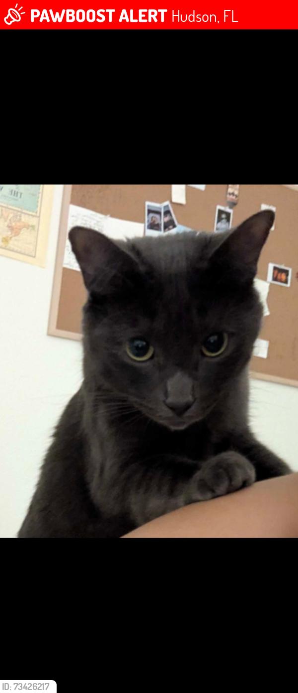 Lost Male Cat last seen Near & Parkwood st., Hudson, FL 34669