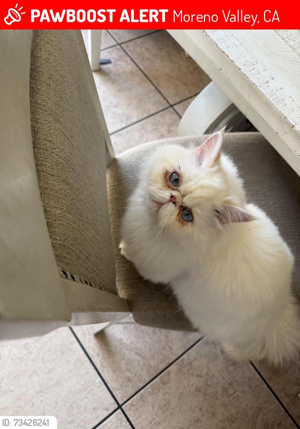Lost Male Cat last seen hemlock st, Moreno Valley, CA 92557