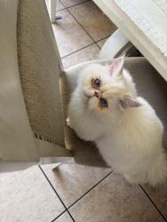 Lost Male Cat last seen hemlock st, Moreno Valley, CA 92557