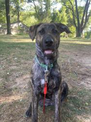 Reunited Female Dog last seen Olney Sandy-Spring Rd, Olney, MD 20832