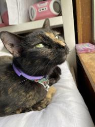 Lost Female Cat last seen Picadilly, Round Rock, TX 78664