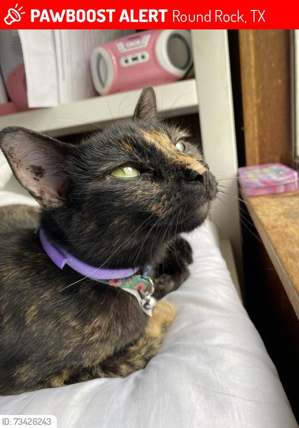 Lost Female Cat last seen Picadilly, Round Rock, TX 78664