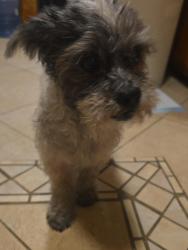 Reunited Male Dog last seen Near Denver ave Gardena Ca, Los Angeles, CA 90248