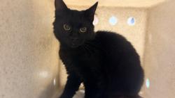 Shelter Stray Female Cat last seen , 957 N Gaffey St, San Pedro, CA 90731, USA