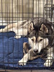Reunited Unknown Dog last seen Jollyman park, Cupertino, CA 95014